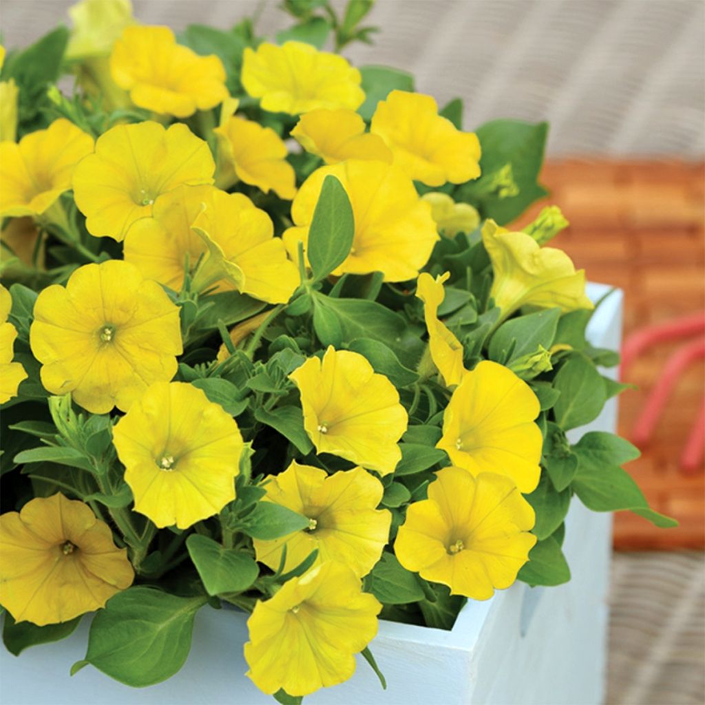Tarhapetunia Capella Hello Yellow