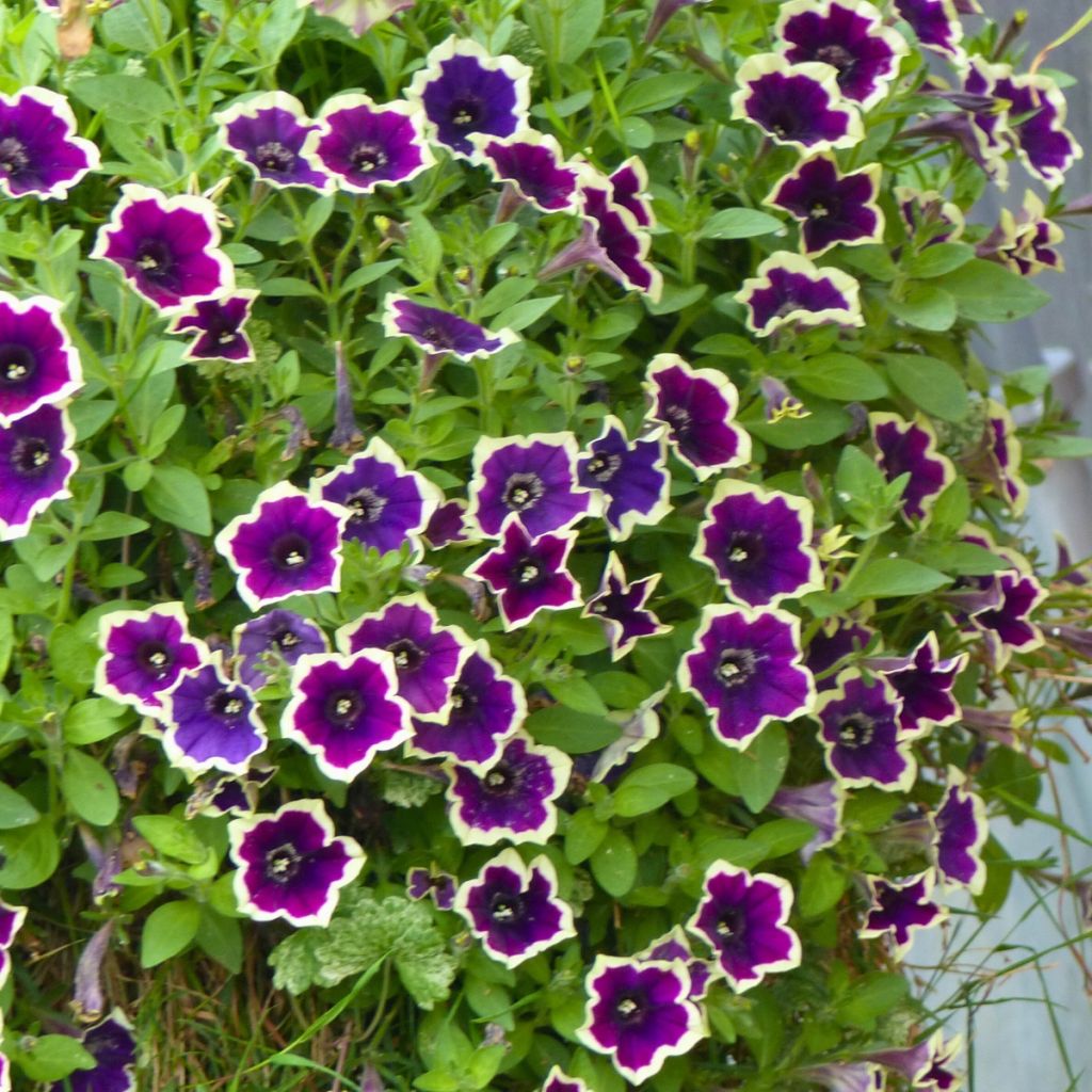 Tarhapetunia Cascadias Rim Magenta