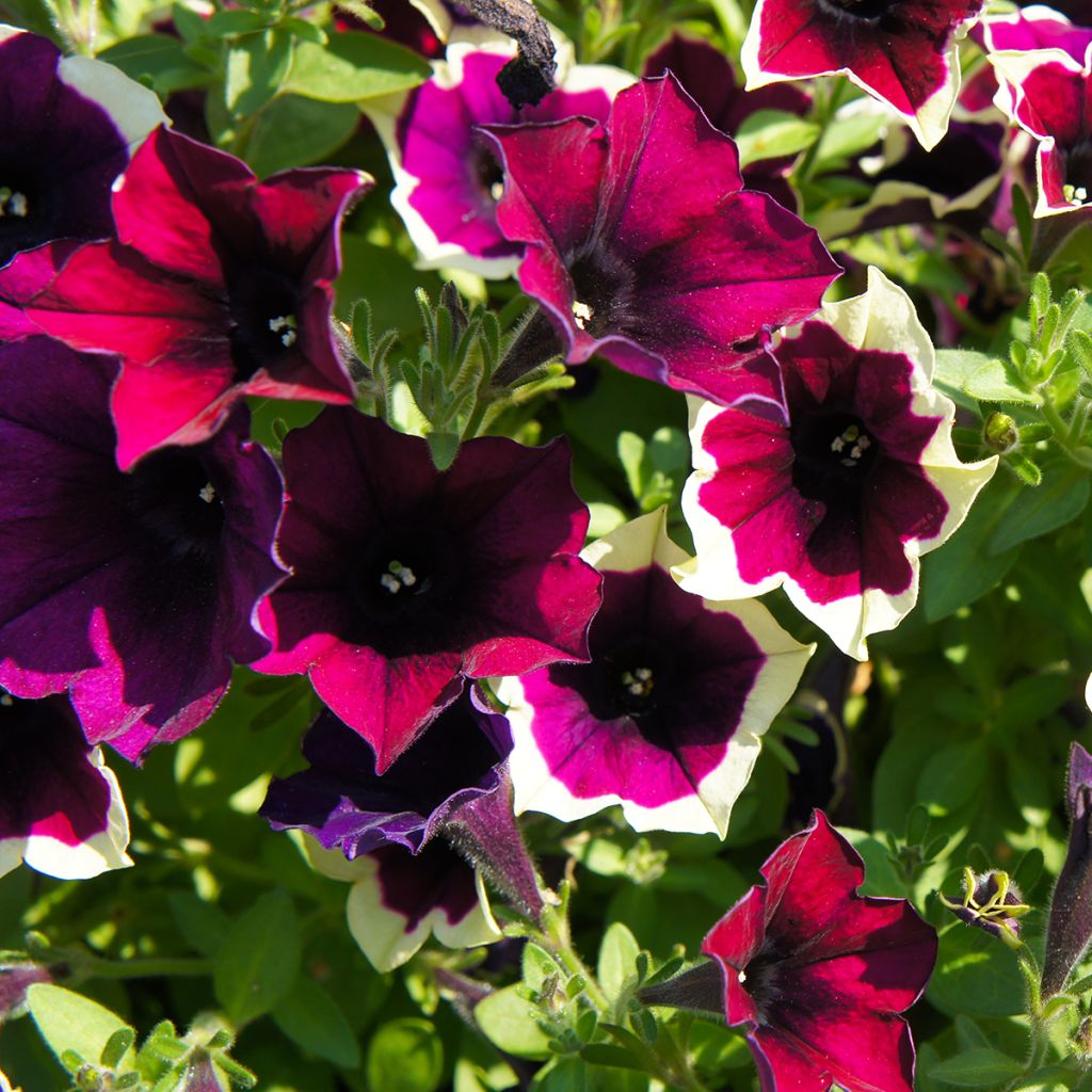 Tarhapetunia Cascadias Rim Magenta