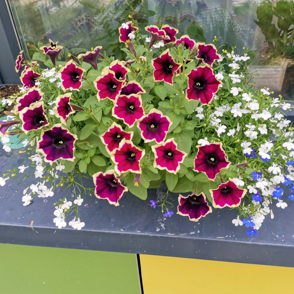 Tarhapetunia Cascadias Rim Magenta