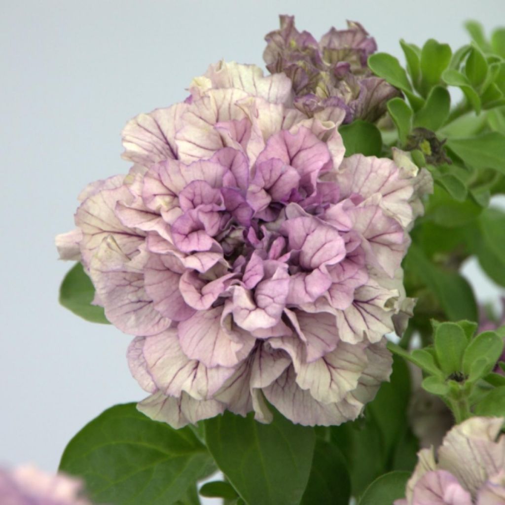 Petunia Colour Bells Lavender Bell