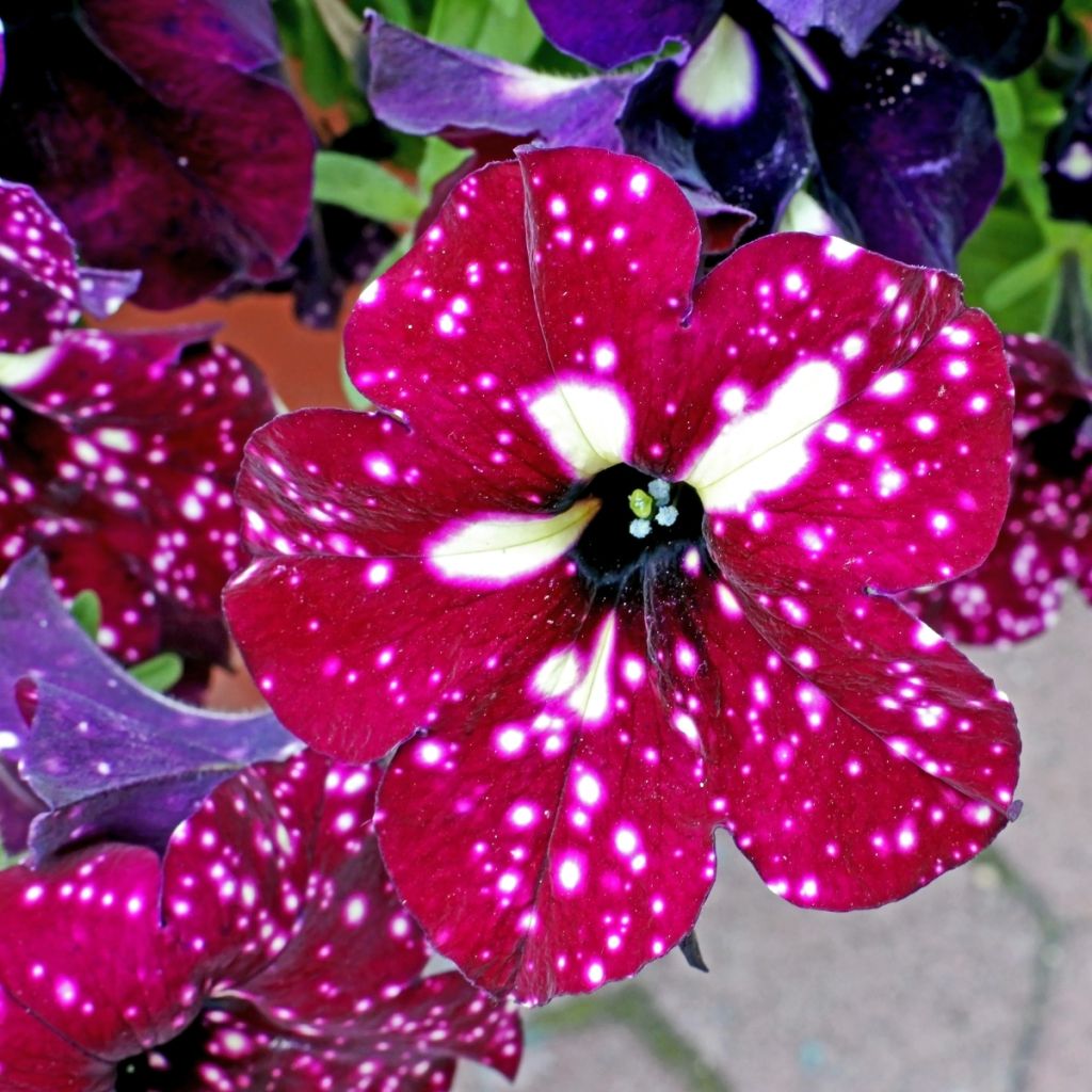Tarhapetunia Lightning Sky