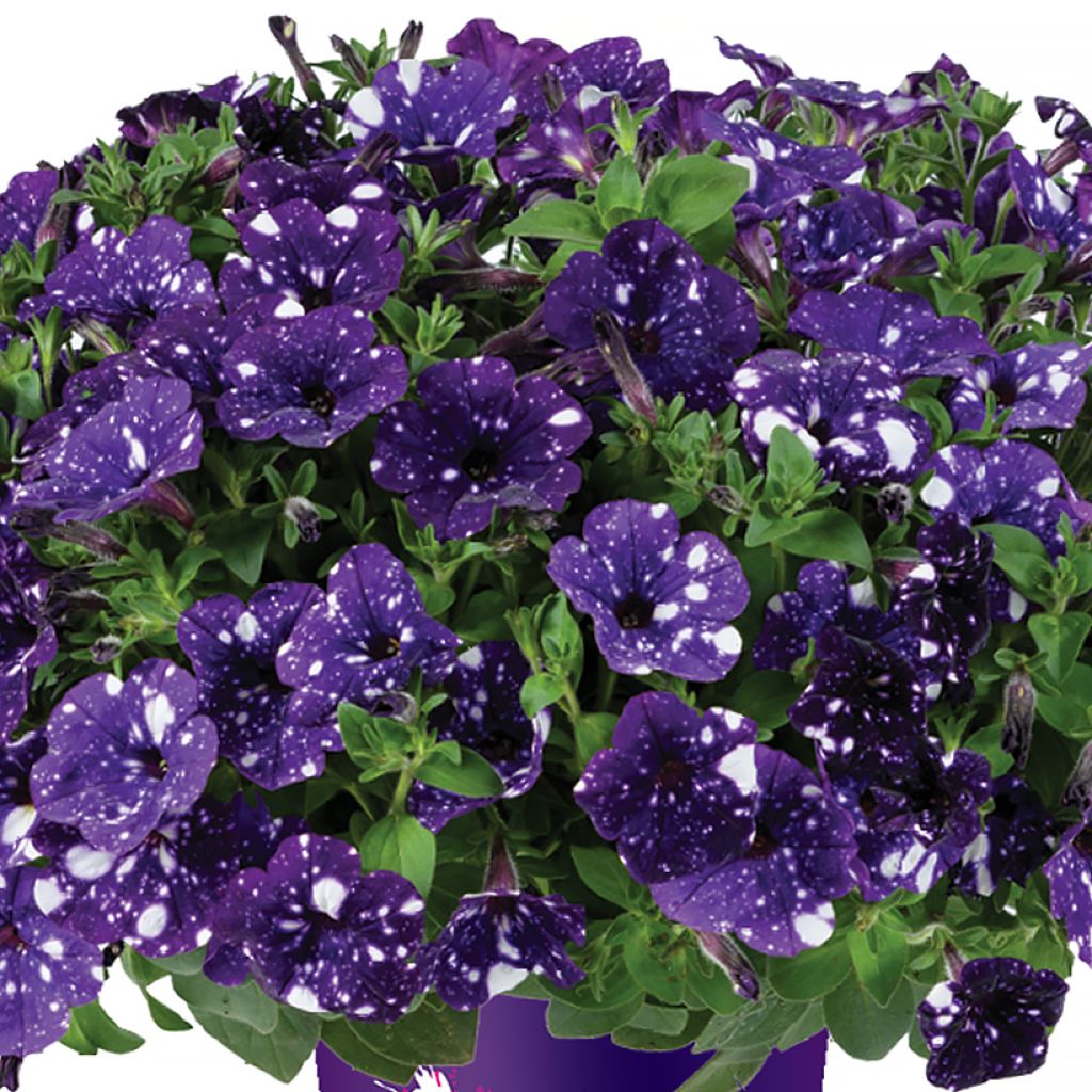 Tarhapetunia Splash Dance Bolero Blue