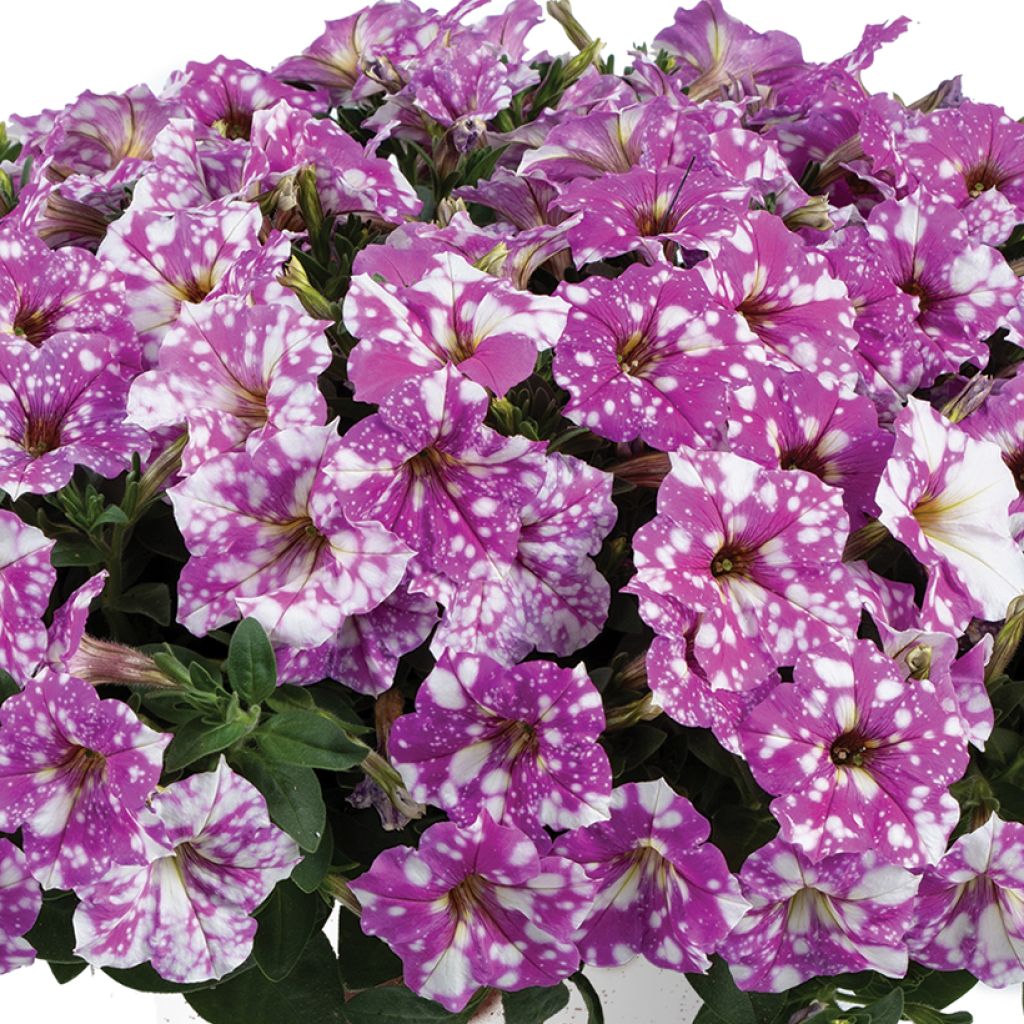 Tarhapetunia Splash Dance Fuchsia Flamenco