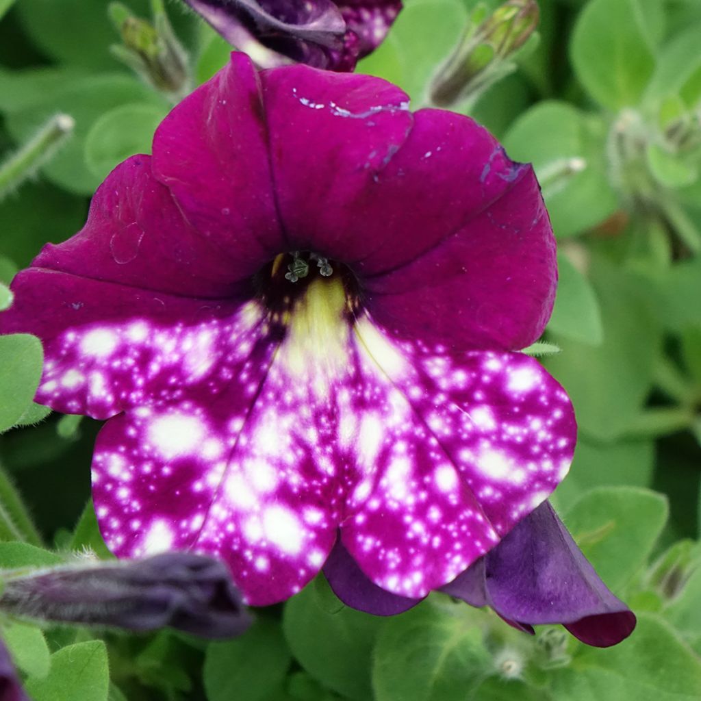 Tarhapetunia Splash Dance Magenta Mambo