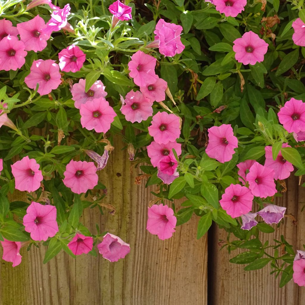 Tarhapetunia Supertunia Vista Bubblegum