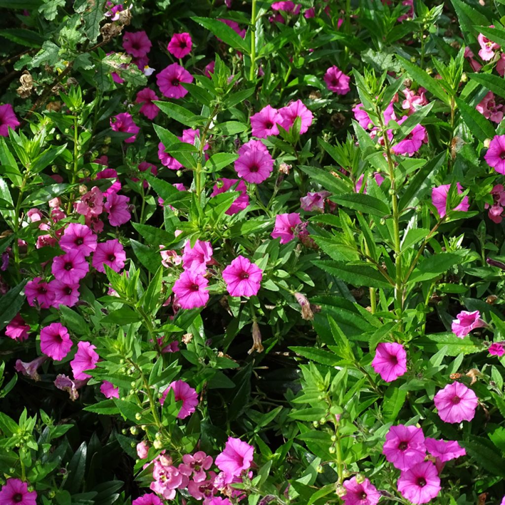 Tarhapetunia Supertunia Vista Bubblegum