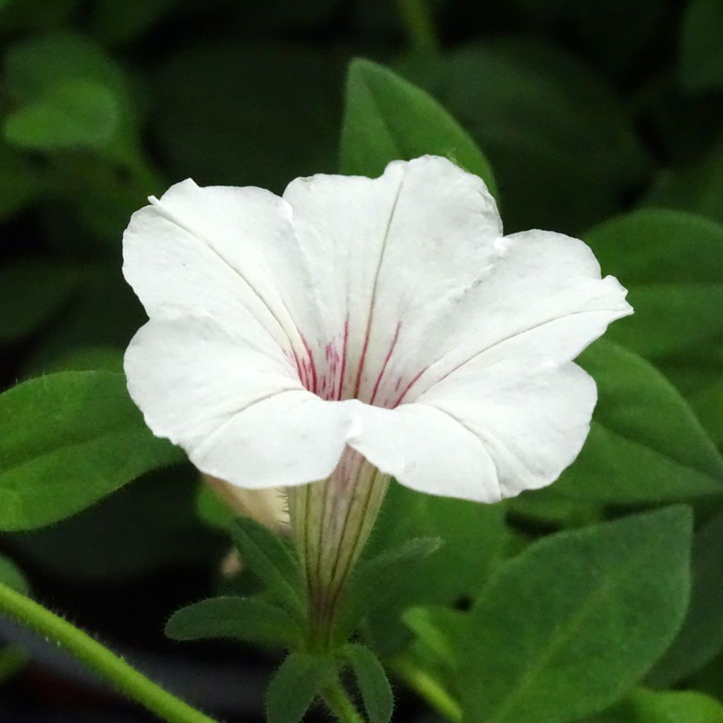 Tarhapetunia Supertunia Vista Silverberry