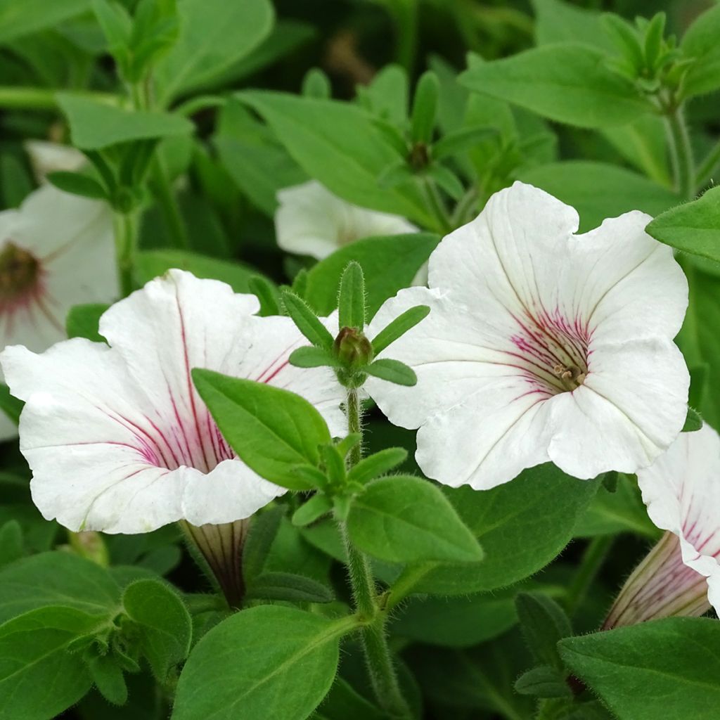 Tarhapetunia Supertunia Vista Silverberry