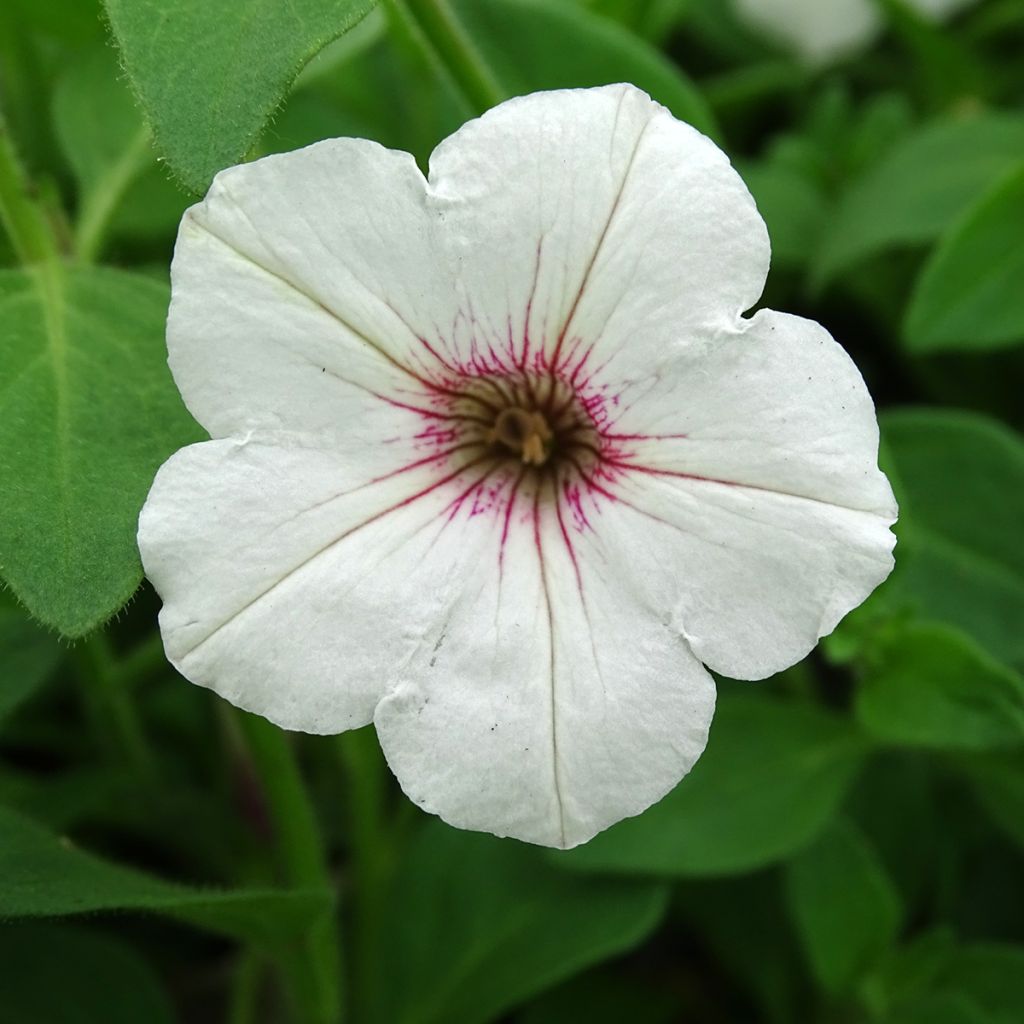 Tarhapetunia Supertunia Vista Silverberry