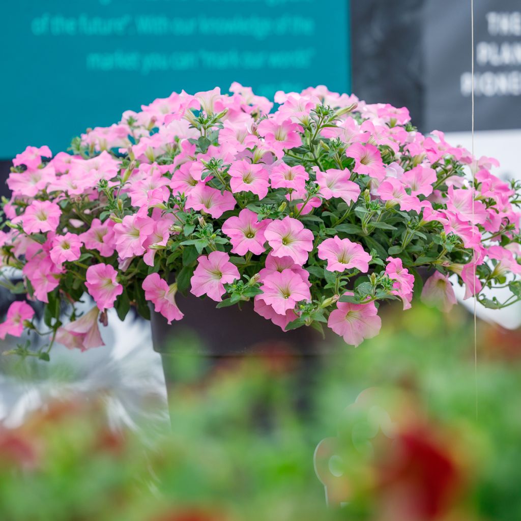 Tarhapetunia Surfinia Trailing Big Pink