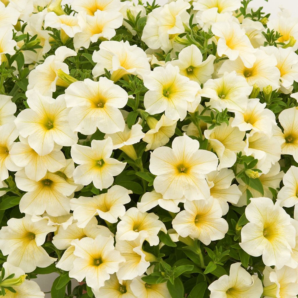 Tarhapetunia Surfinia Trailing Light Yellow