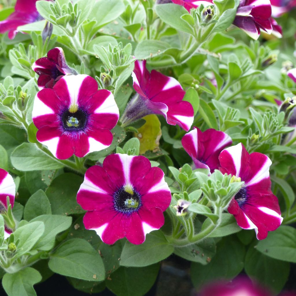 Tarhapetunia Bicolor Cabernet