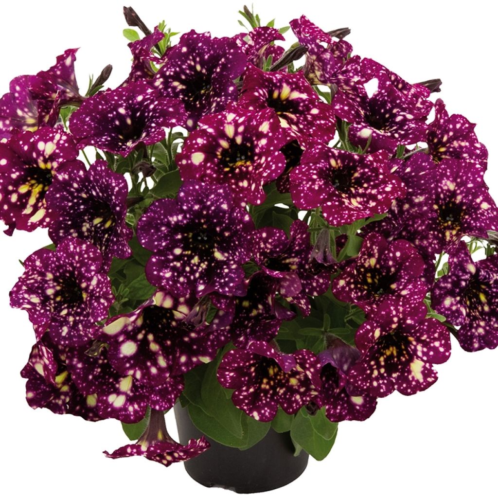 Tarhapetunia Splash Dance Magenta Mambo
