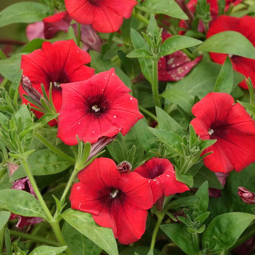 Riippapetunia Deep Red