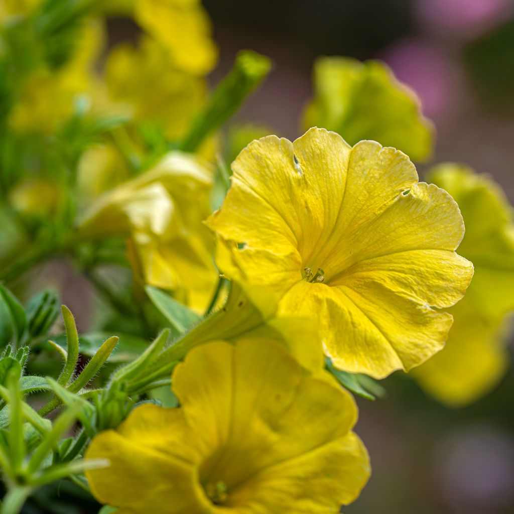 Tarhapetunia Capella Hello Yellow