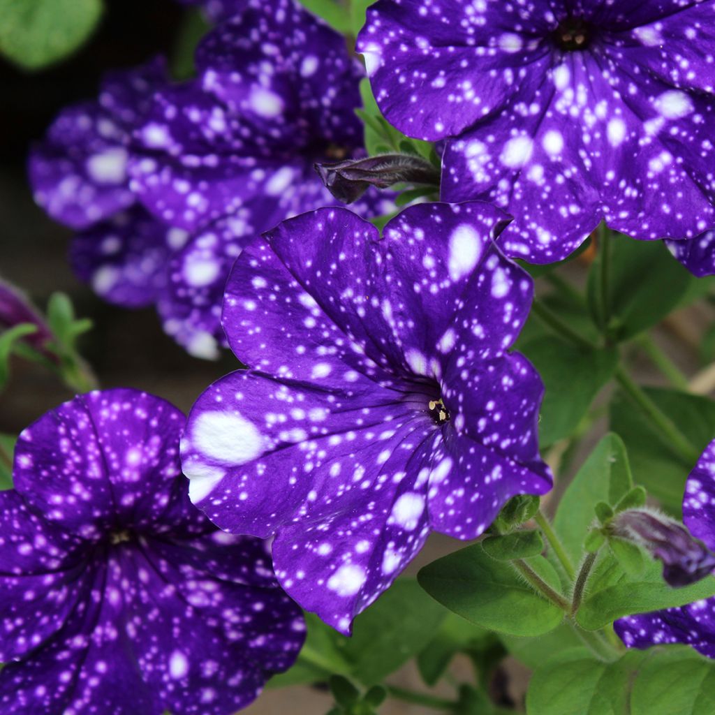 Tarhapetunia Splash Dance Bolero Blue