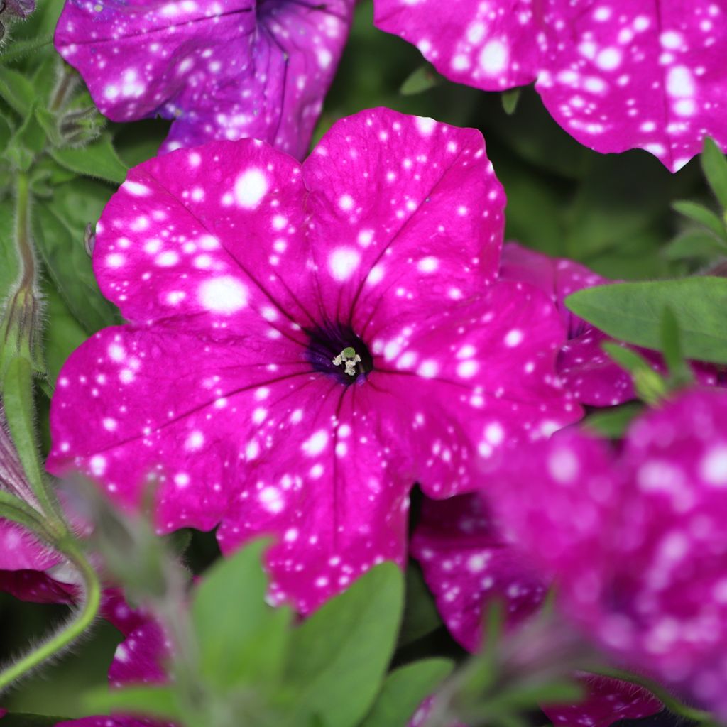 Tarhapetunia Splash Dance Fuchsia Flamenco