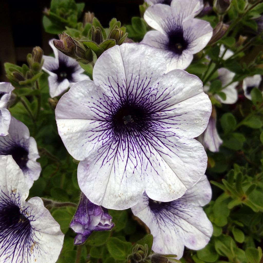 Riippapetunia Blue Vein