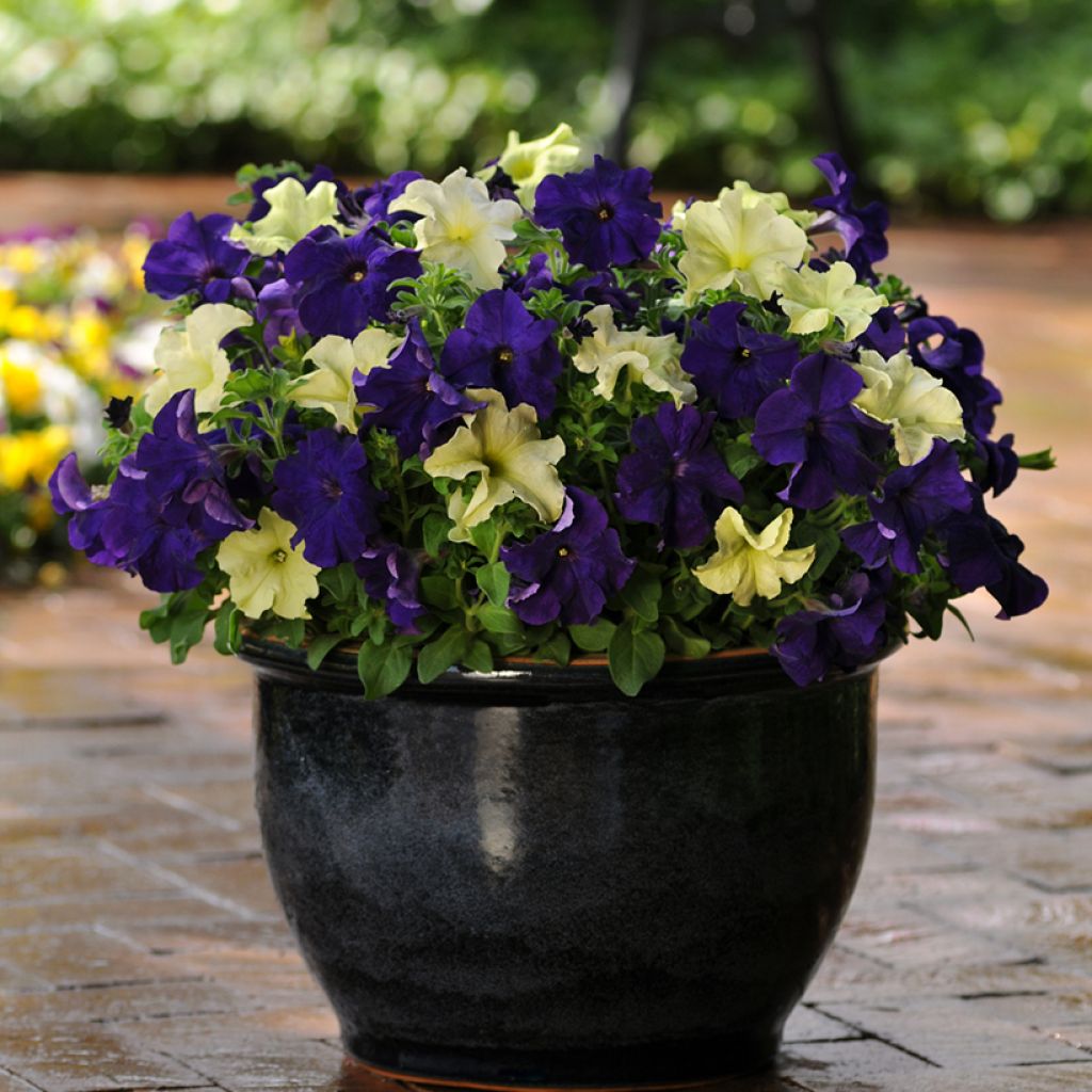 Tarhapetunia Blueberry Lime (siemenet)