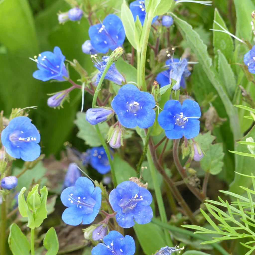 Kellohunajakukka Blue Wonder (siemenet)