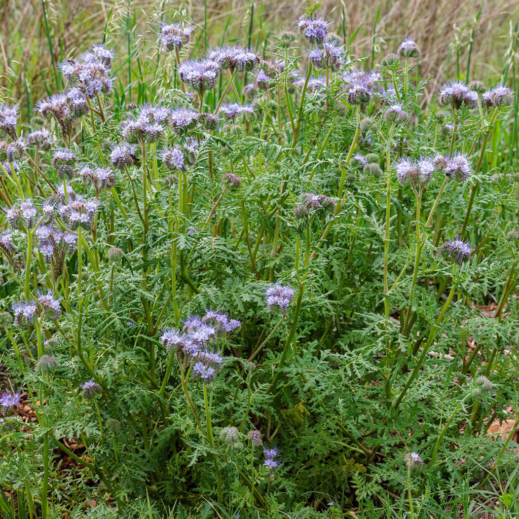 Aitohunajakukka luomu viherlannoite - Phacelia tanacetifolia