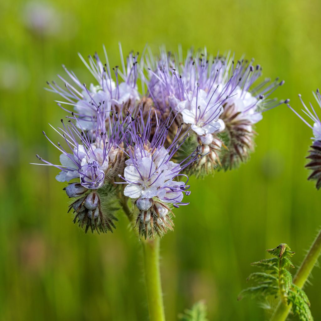 Aitohunajakukka luomu viherlannoite - Phacelia tanacetifolia