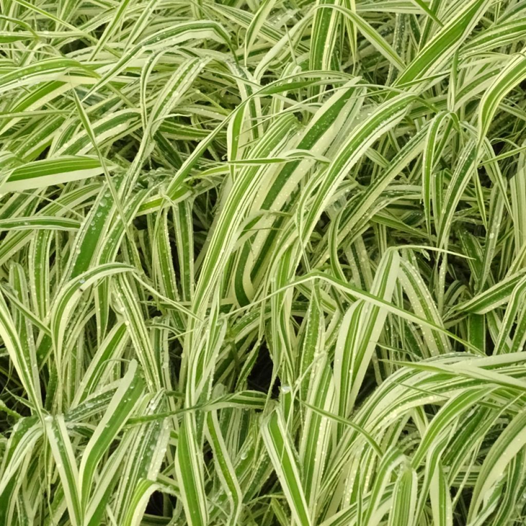 Ruokohelpi Picta
