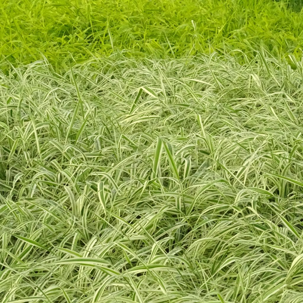 Ruokohelpi Picta