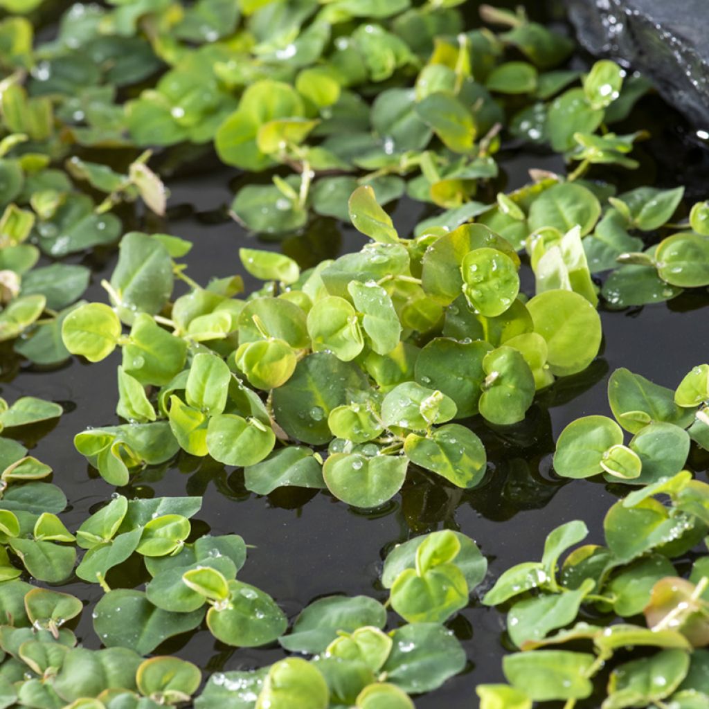 Kellustyräkki - Phyllanthus fluitans
