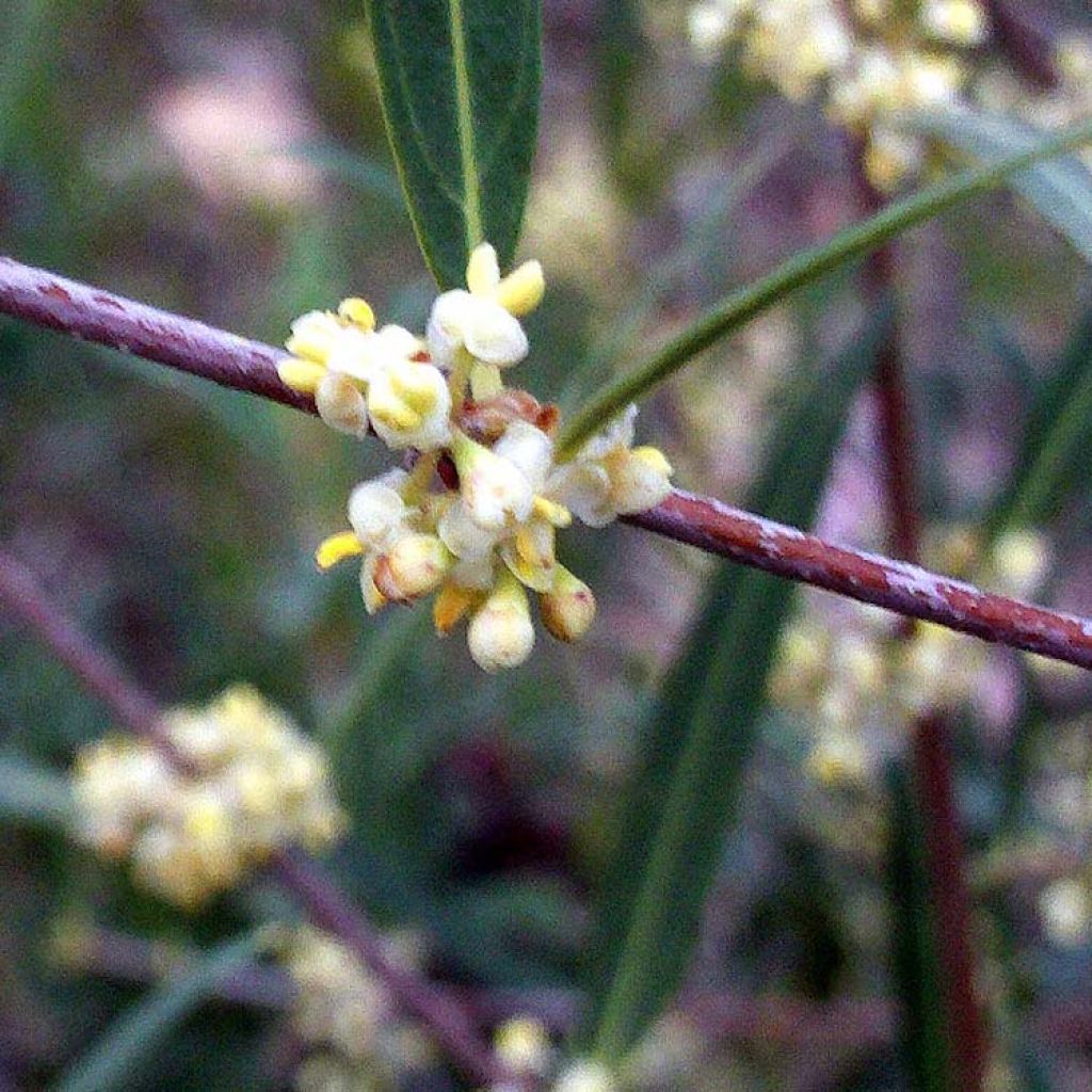 Kaitapiipensas - Phillyrea angustifolia