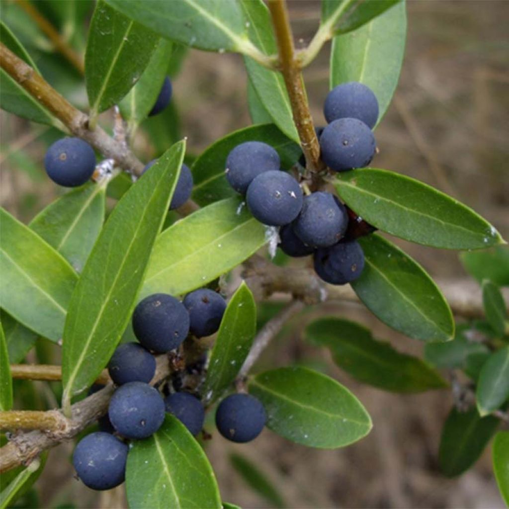 Kaitapiipensas - Phillyrea angustifolia