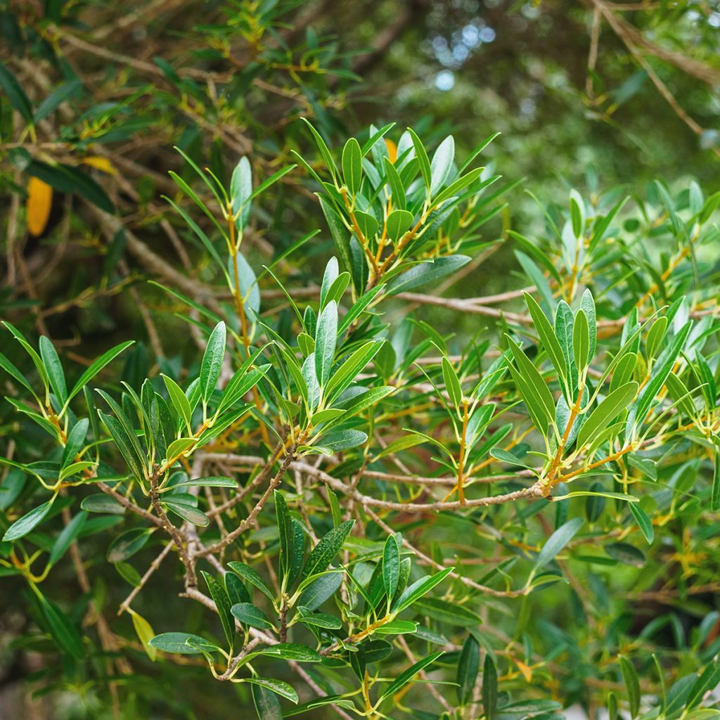 Kaitapiipensas Green Up