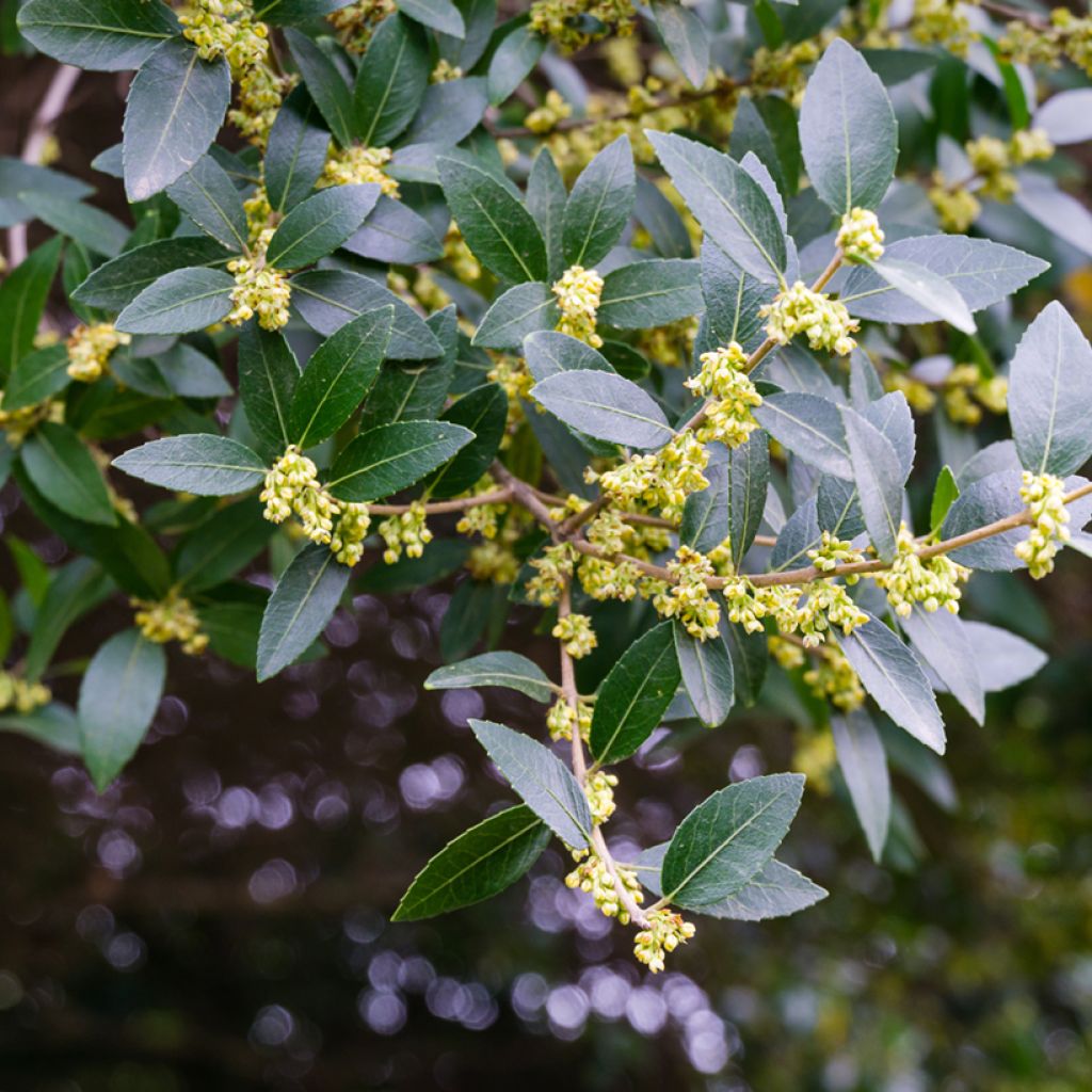 Leveäpiipensas - Phillyrea latifolia