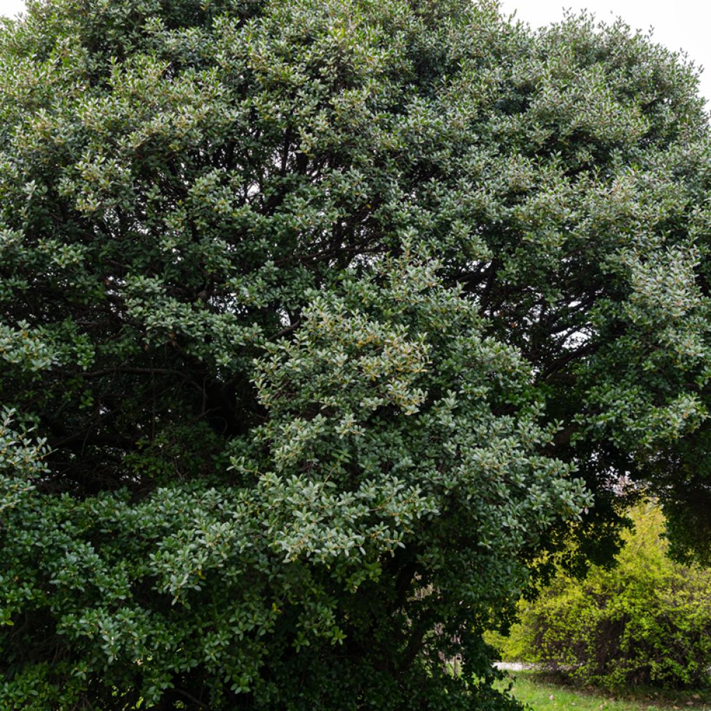 Leveäpiipensas - Phillyrea latifolia