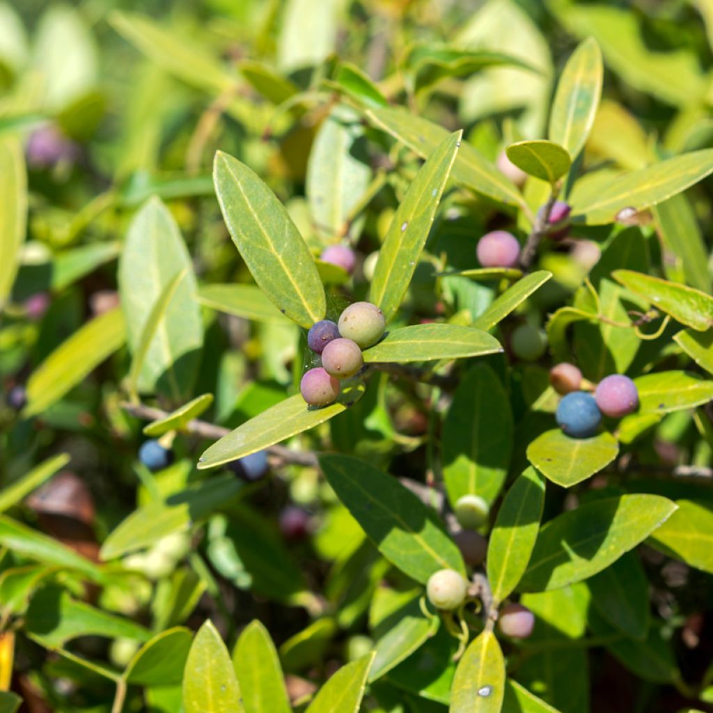 Leveäpiipensas - Phillyrea latifolia
