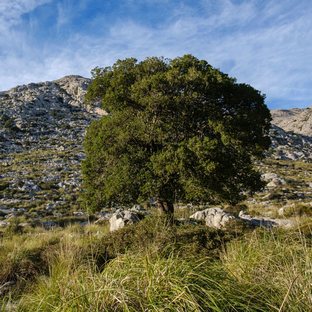 Leveäpiipensas - Phillyrea latifolia