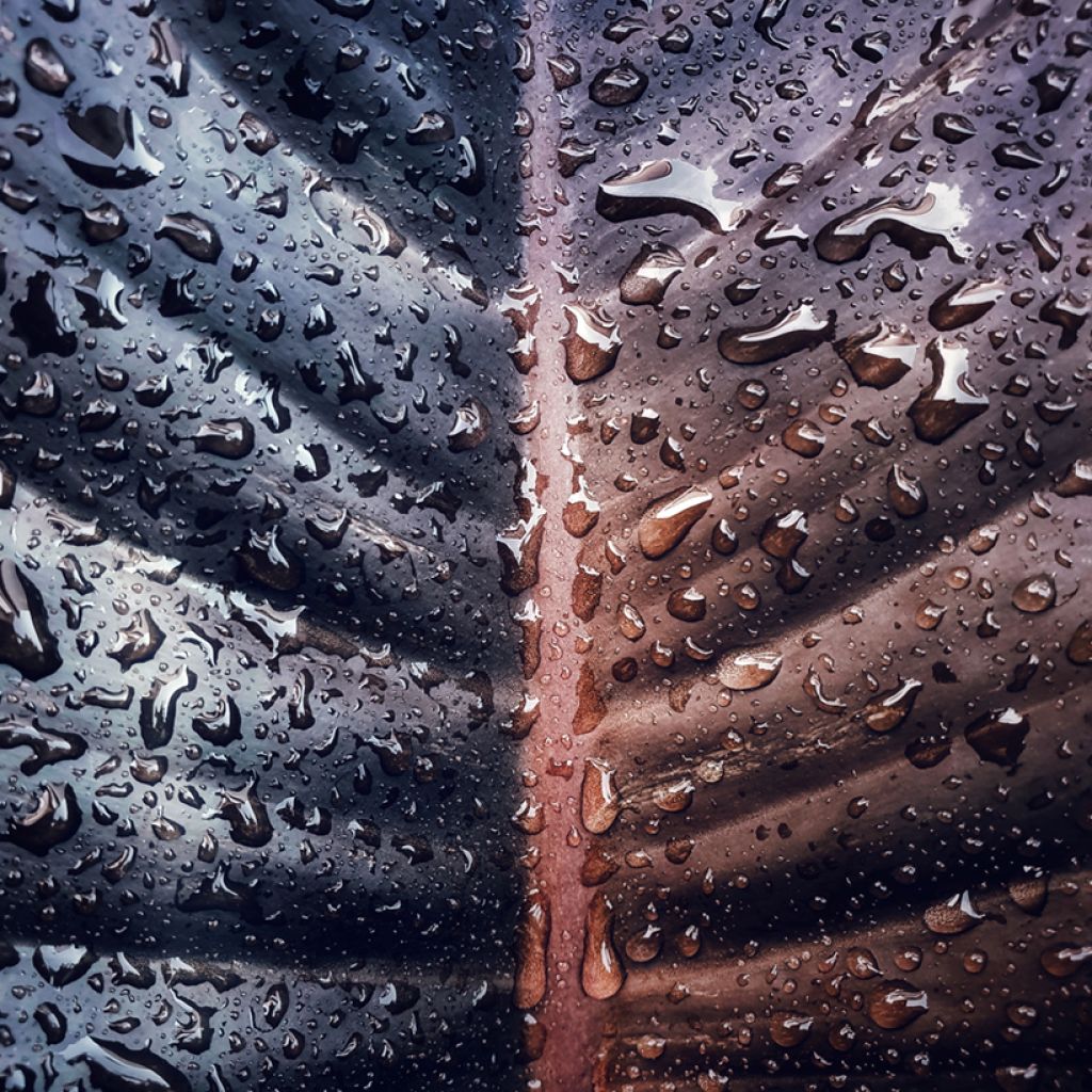 Köynnösvehka Black Cardinal