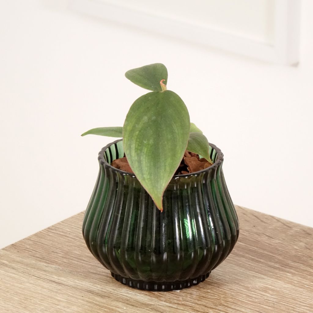 Köynnösvehka - Philodendron sp Colombia