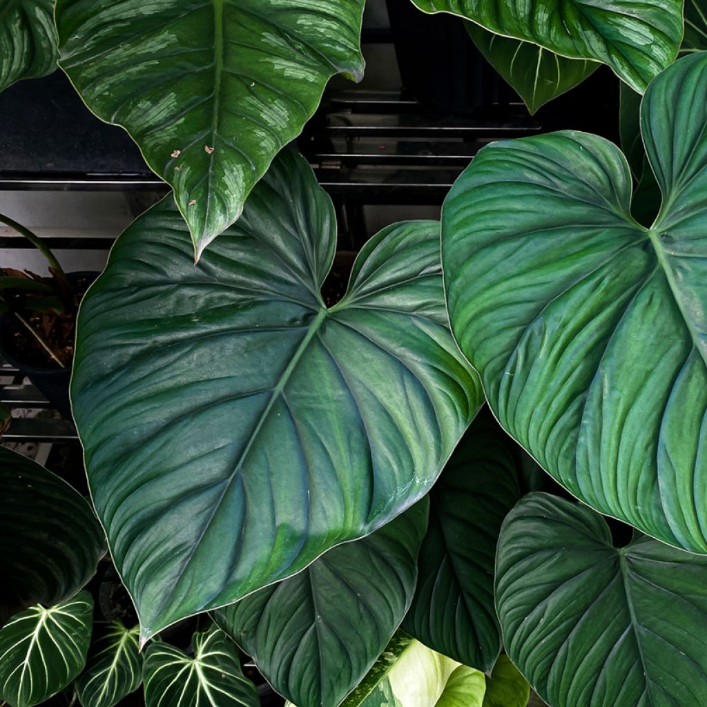 Köynnösvehka - Philodendron sp Colombia