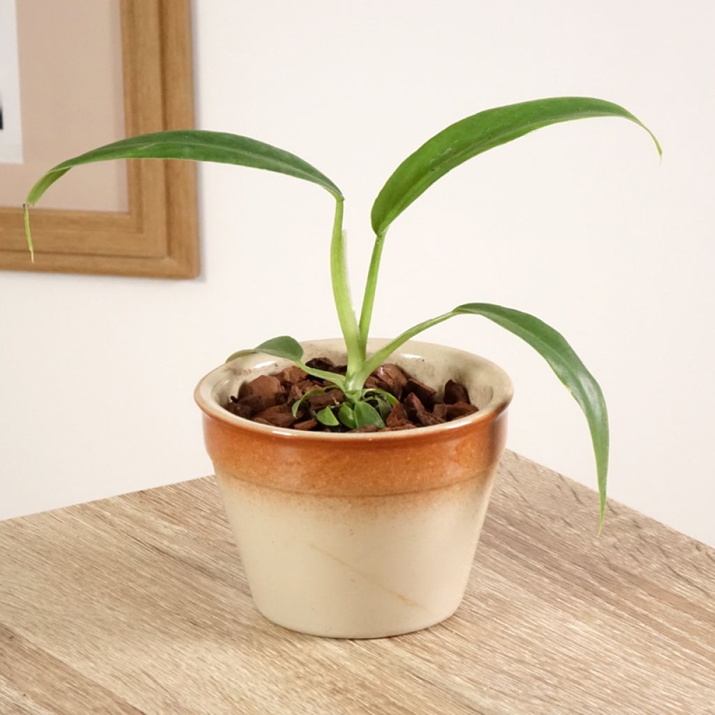 Köynnösvehka - Philodendron elegans