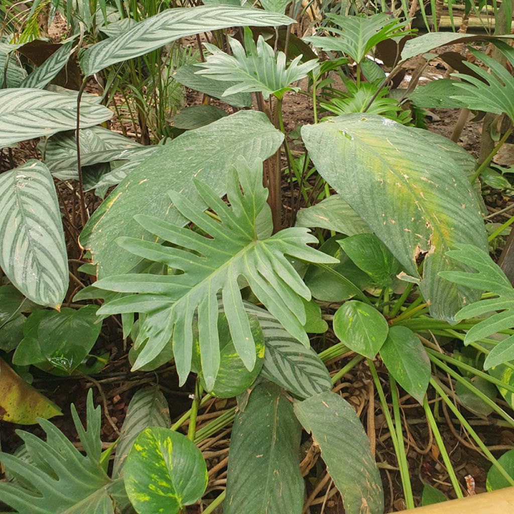 Köynnösvehka - Philodendron elegans