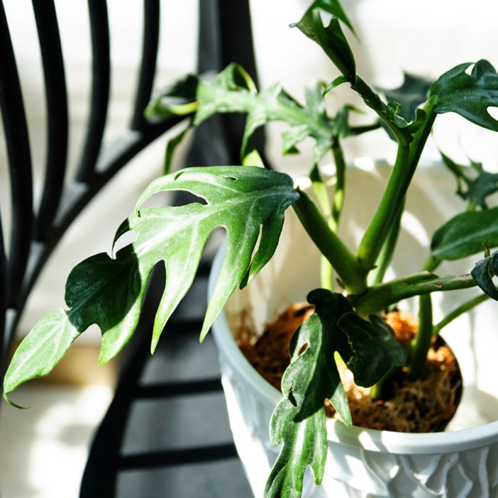 Köynnösvehka - Philodendron elegans