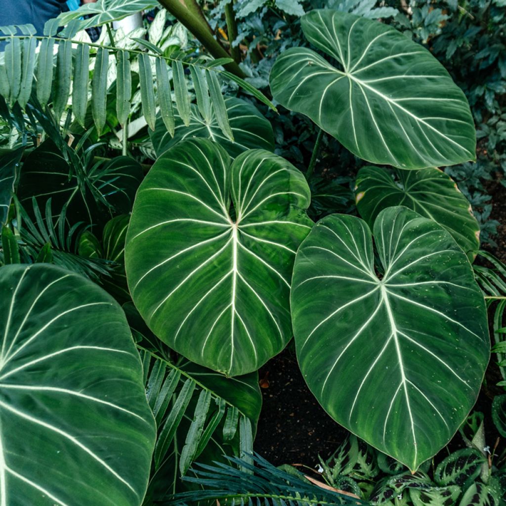 Kirjoköynnösvehka - Philodendron gloriosum