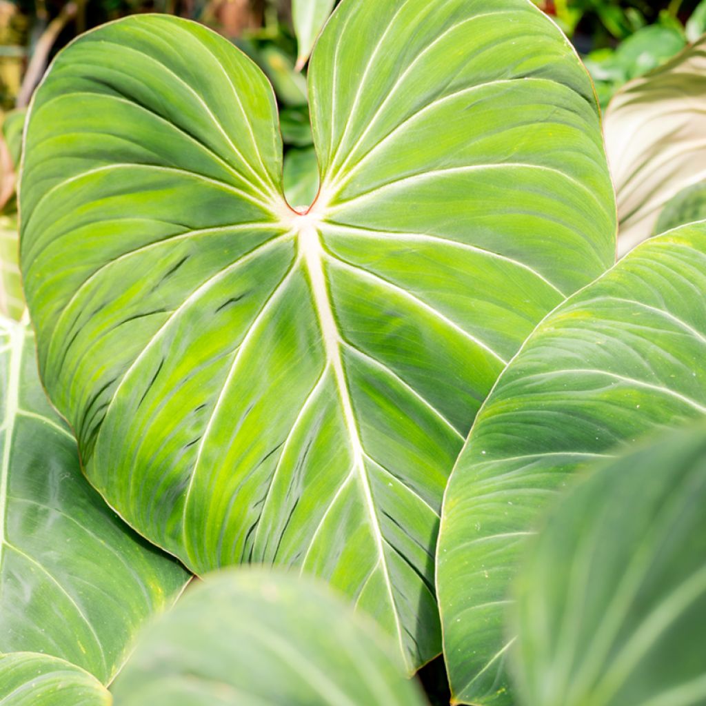 Kirjoköynnösvehka - Philodendron gloriosum