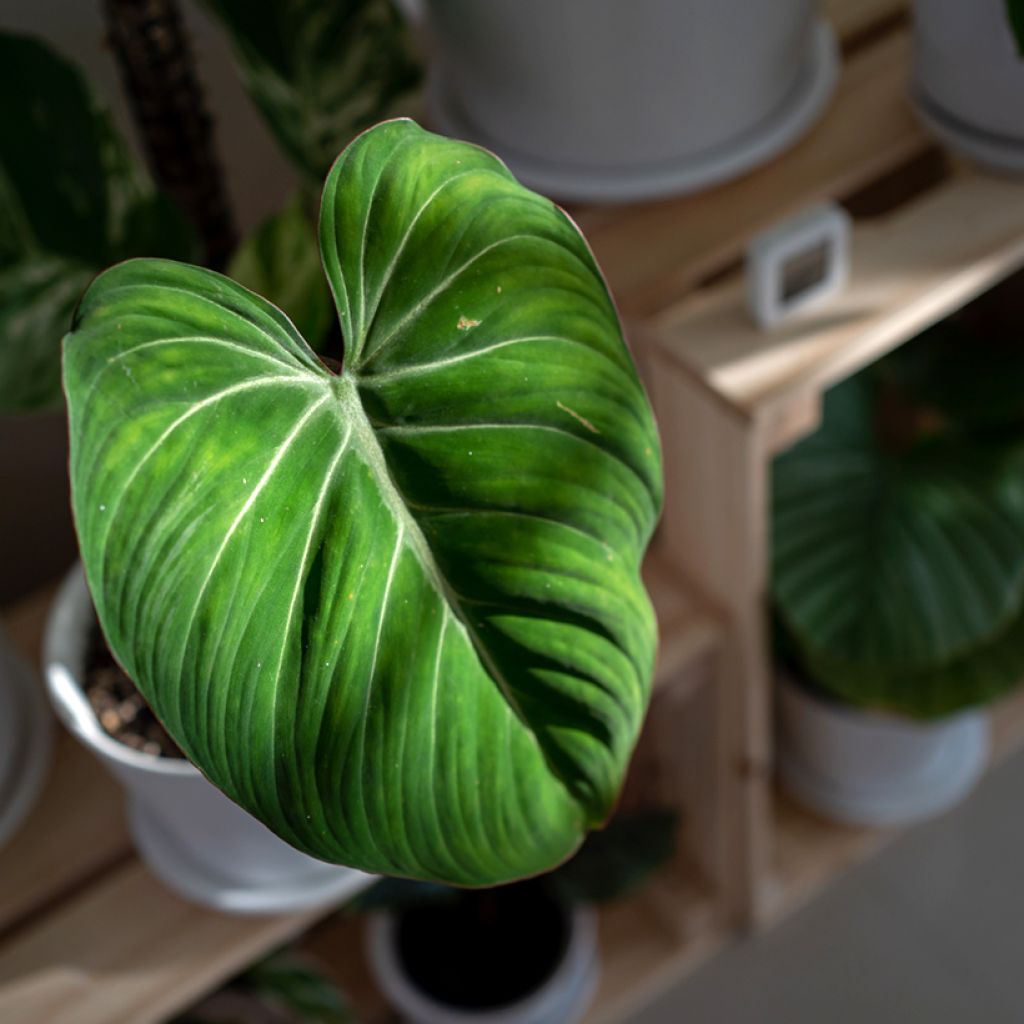 Kirjoköynnösvehka - Philodendron gloriosum