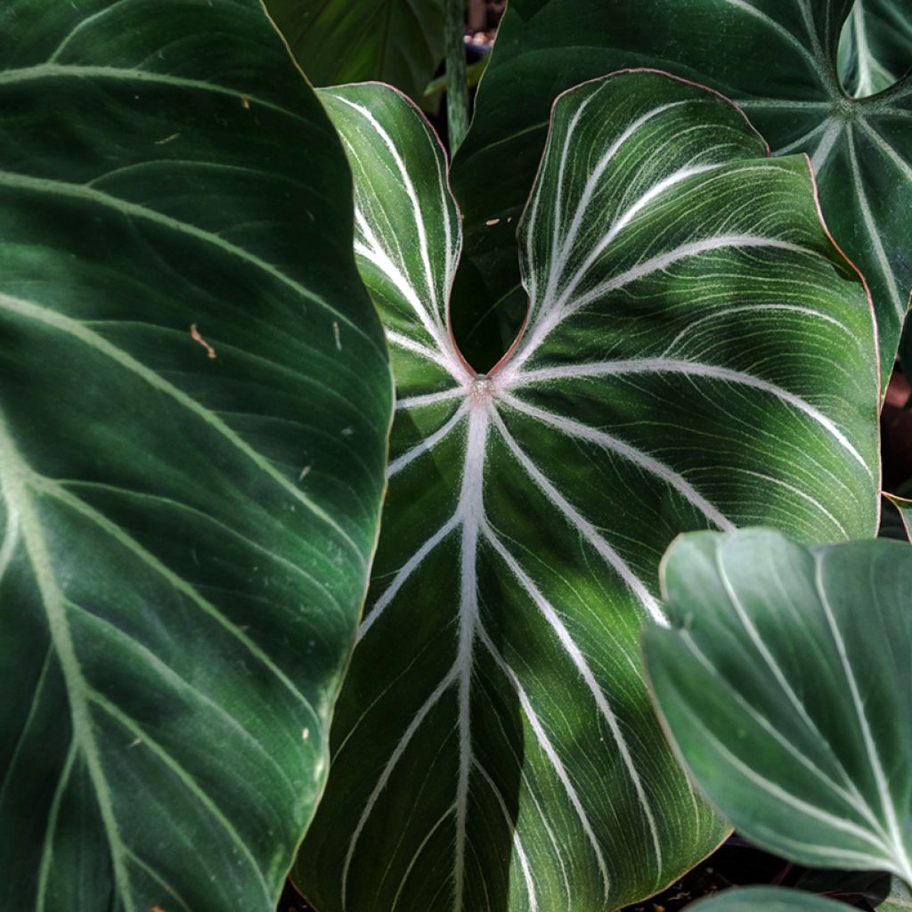 Kirjoköynnösvehka - Philodendron gloriosum