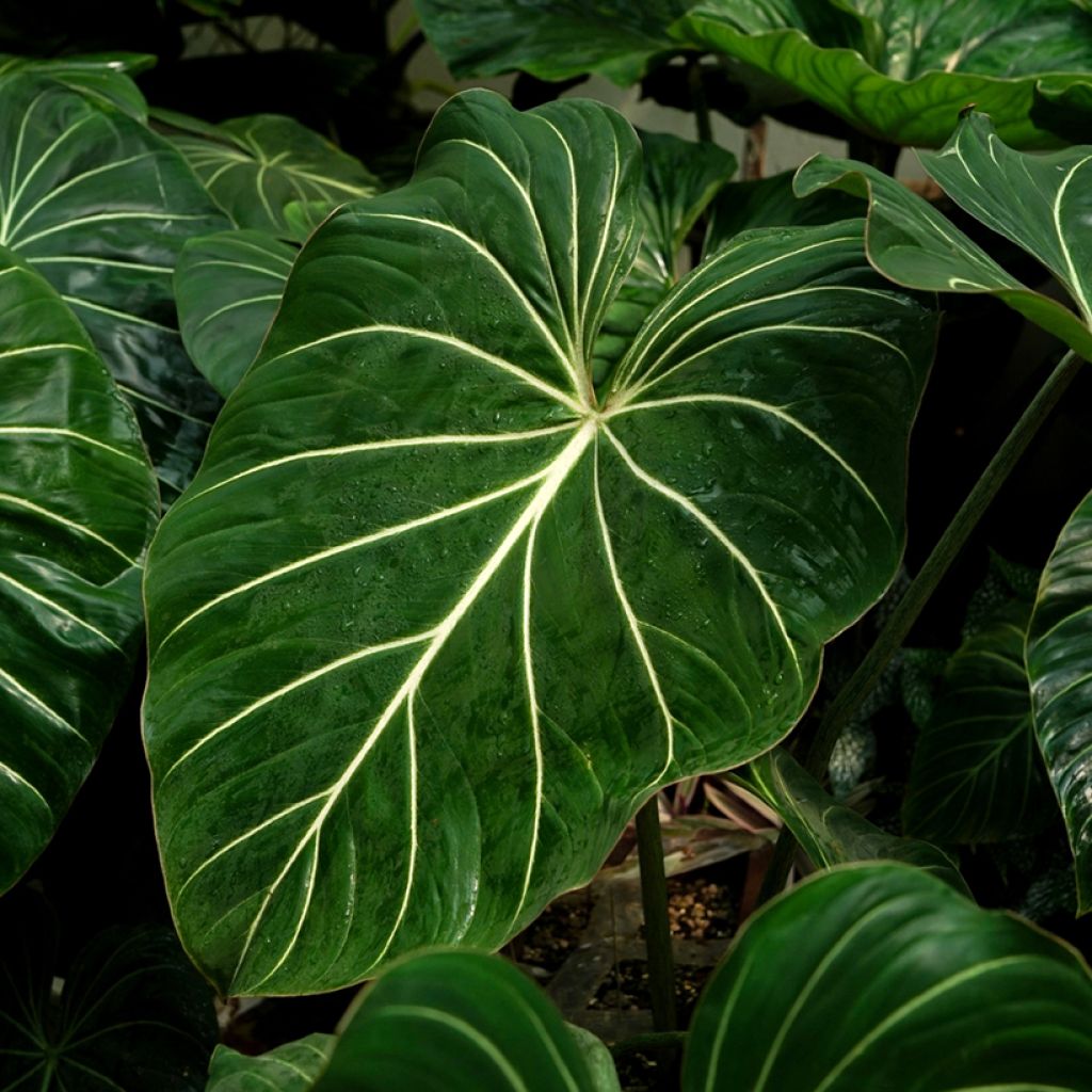Kirjoköynnösvehka - Philodendron gloriosum