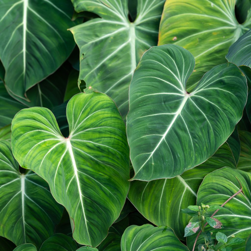 Kirjoköynnösvehka - Philodendron gloriosum