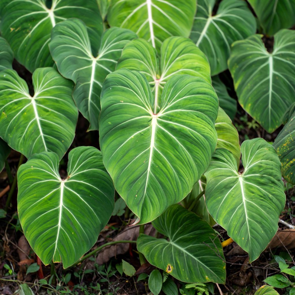 Kirjoköynnösvehka - Philodendron gloriosum